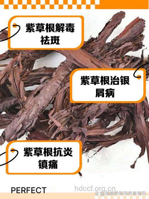 紫背草根的功效与作用