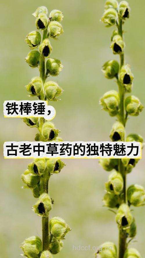 铁棒锤茎叶的功效与作用