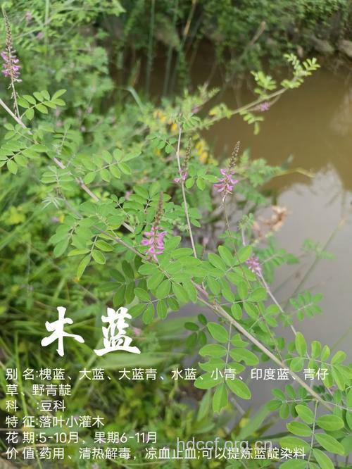 远志木蓝的功效与作用
