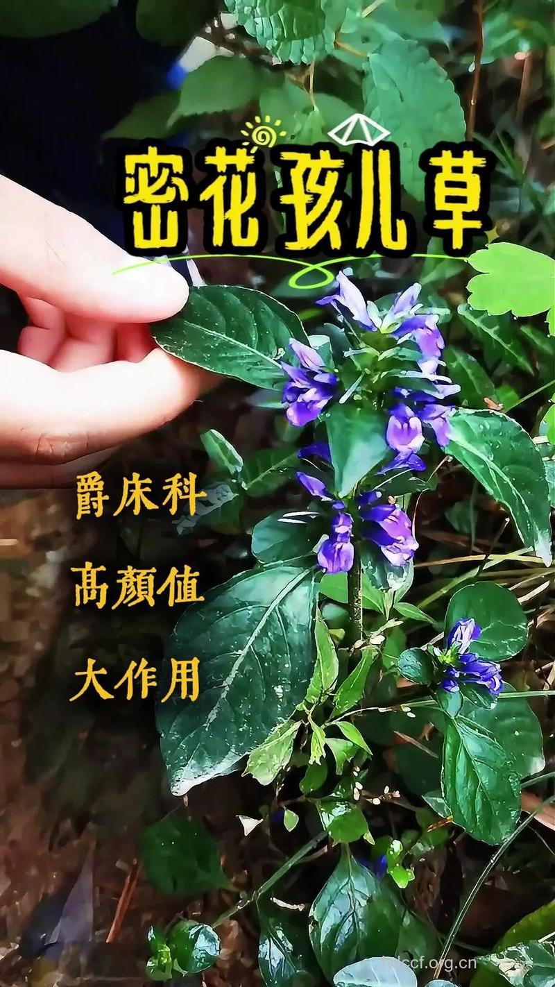 密花草的功效与作用