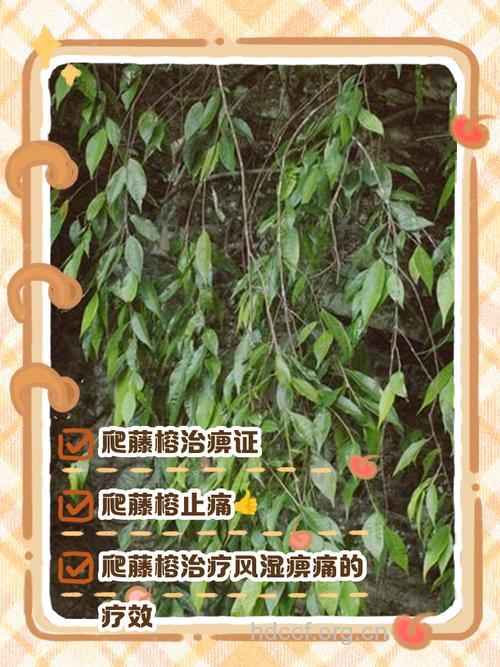爬藤榕的功效与作用
