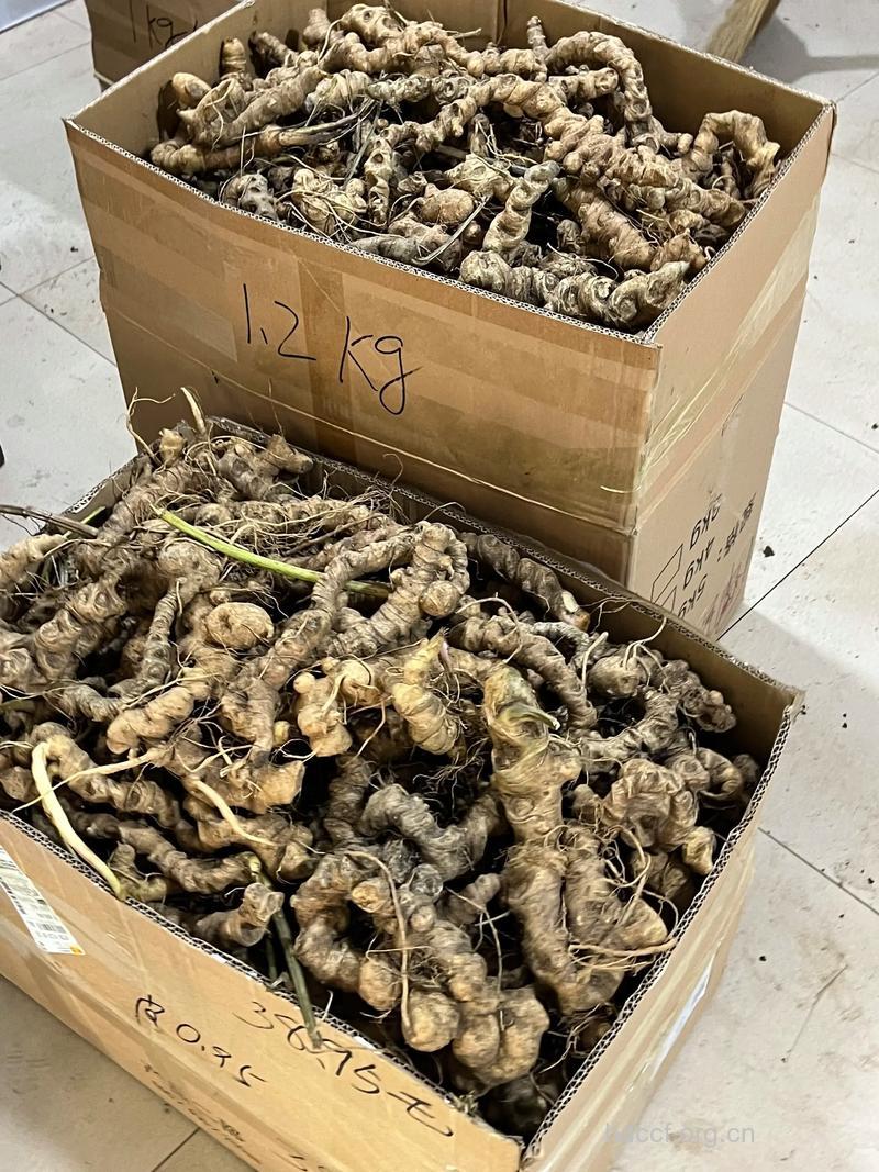 竹节七的功效与作用