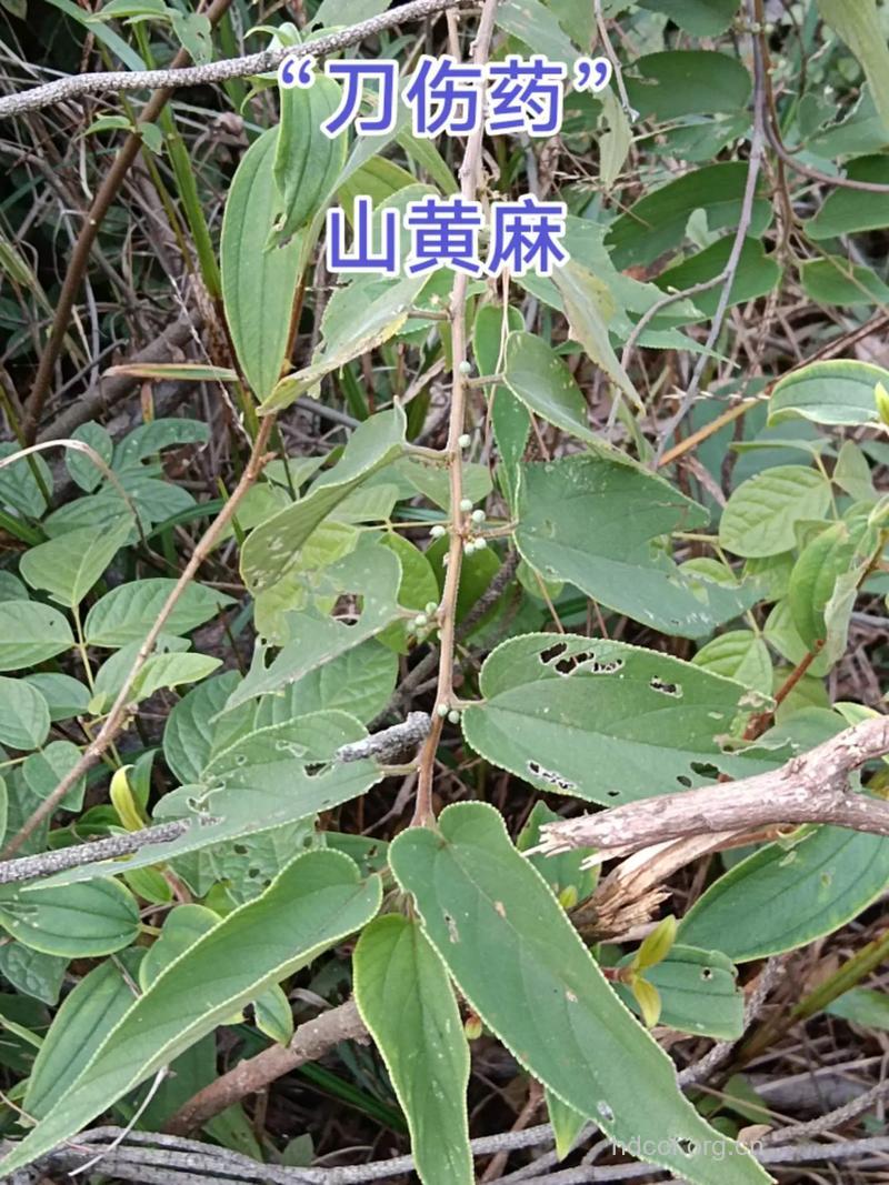 山黄麻的功效与作用