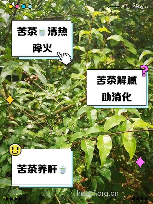 苦茶叶的功效与作用