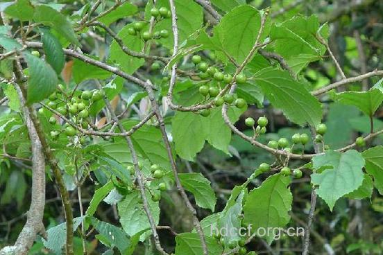 圆叶南蛇藤茎的功效与作用