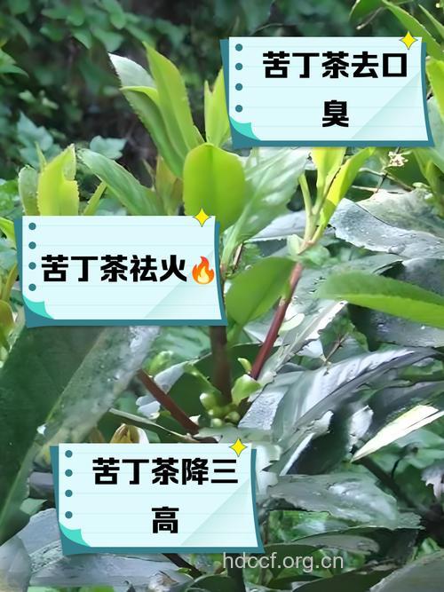 苦丁茶也有副作用 如何正确泡苦丁茶