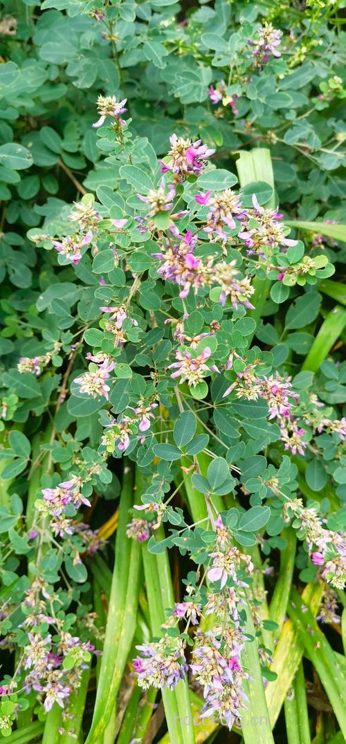 美丽胡枝子花的功效与作用