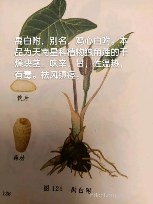 禹白附的功效与作用