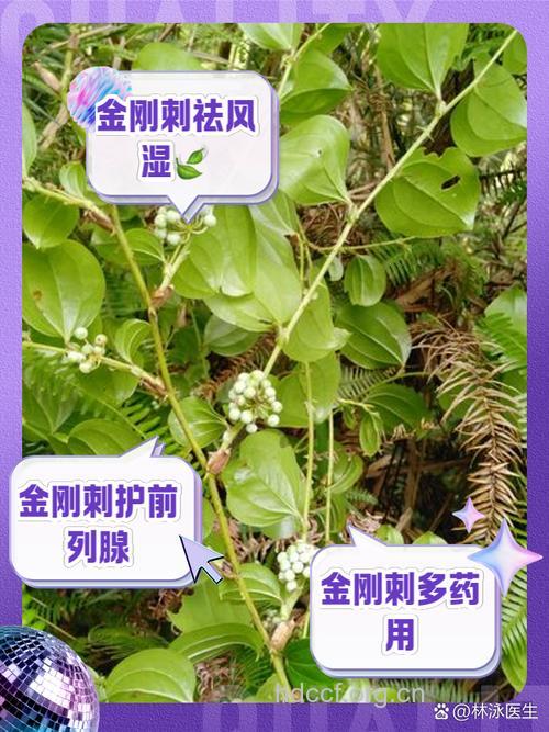 金刚刺的功效与作用