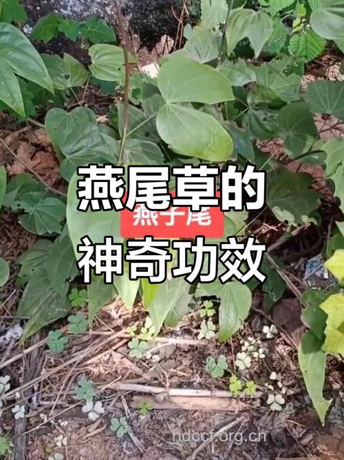 燕子尾的功效与作用