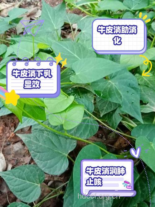 牛皮的功效与作用