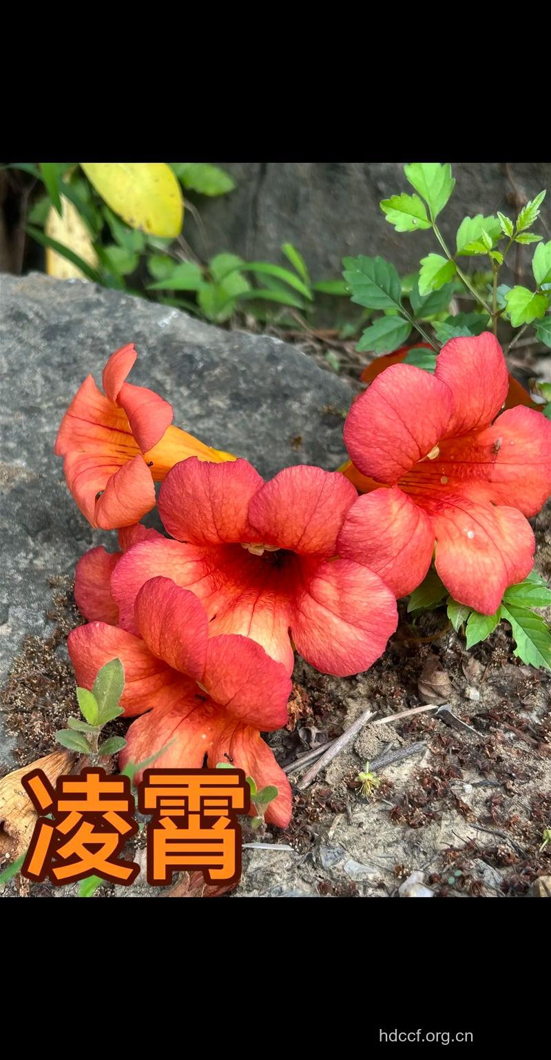 竹凌霄的功效与作用