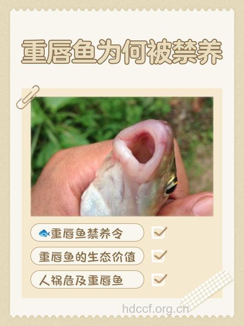 重唇鱼的功效与作用