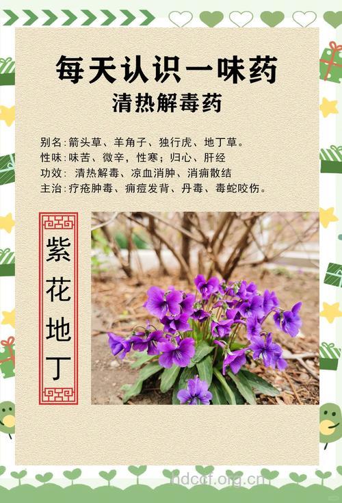 紫花地丁的功效与作用