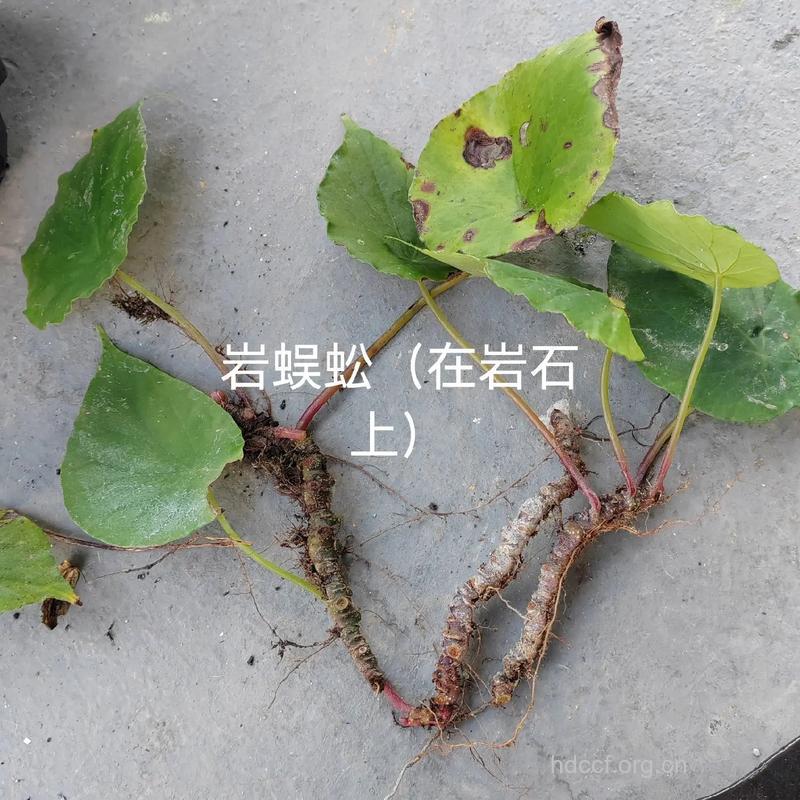 爬山猴的功效与作用