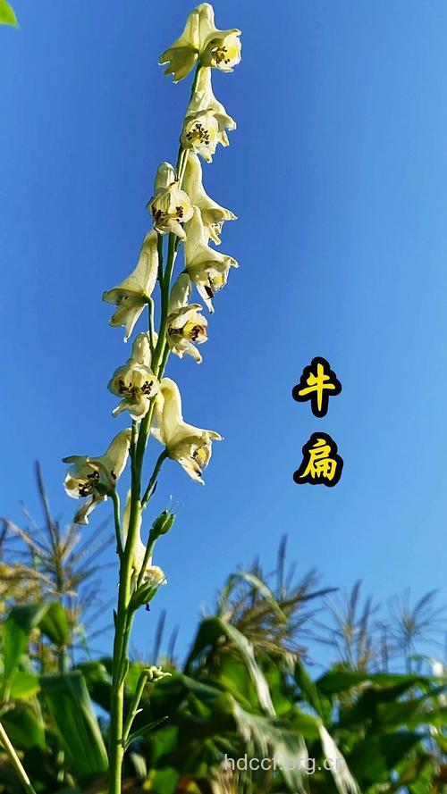 牛扁的功效与作用