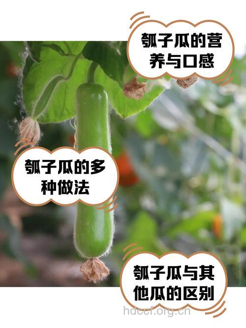 痱子不再怕 瓜果蔬菜来帮忙