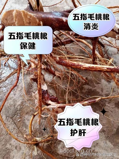 桃树根的功效与作用
