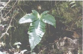 羽裂盾蕨的功效与作用