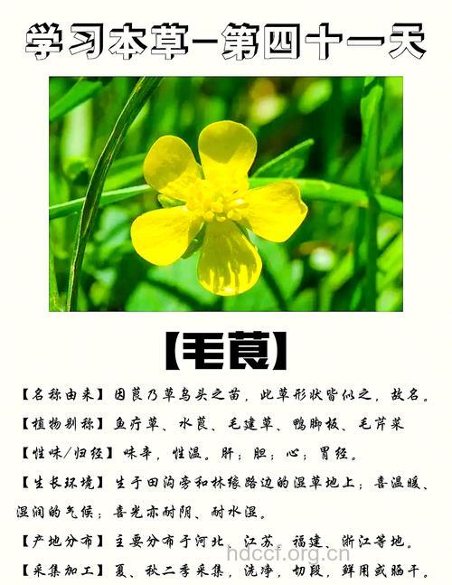 毛茛的功效与作用