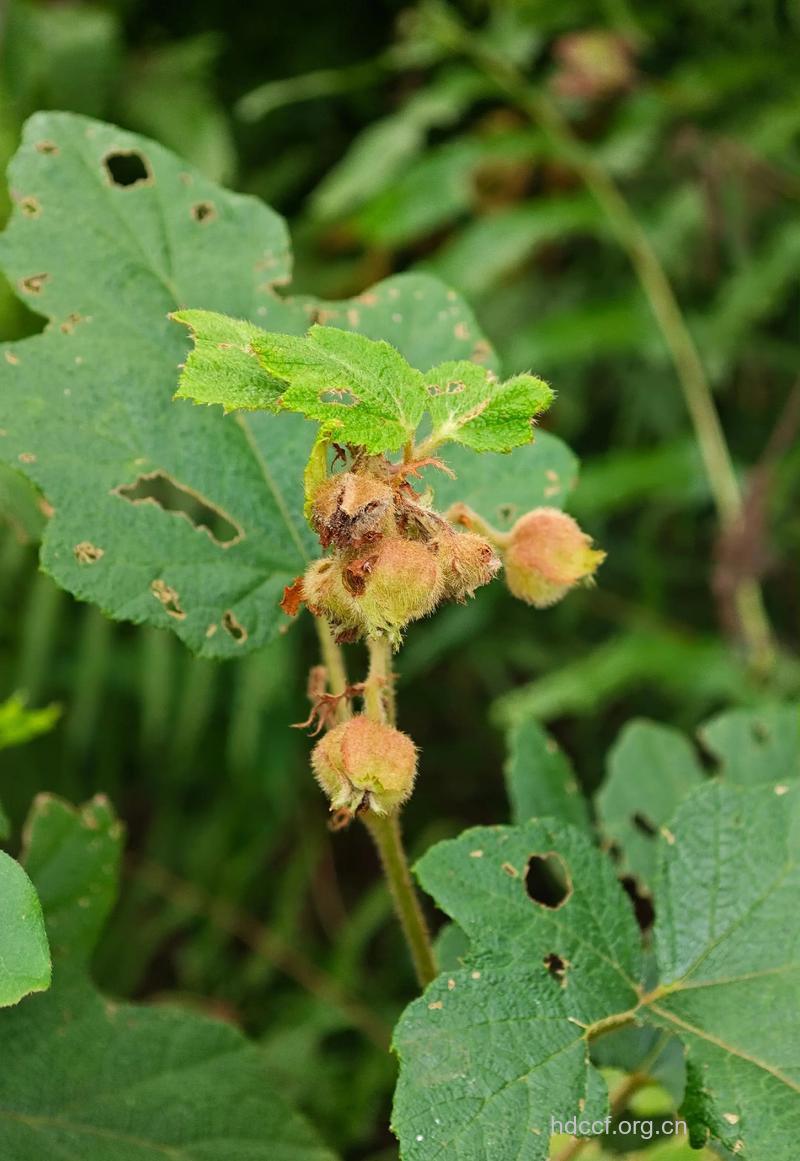 悬钩茎的功效与作用
