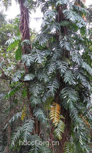 裂叶崖角藤的功效与作用