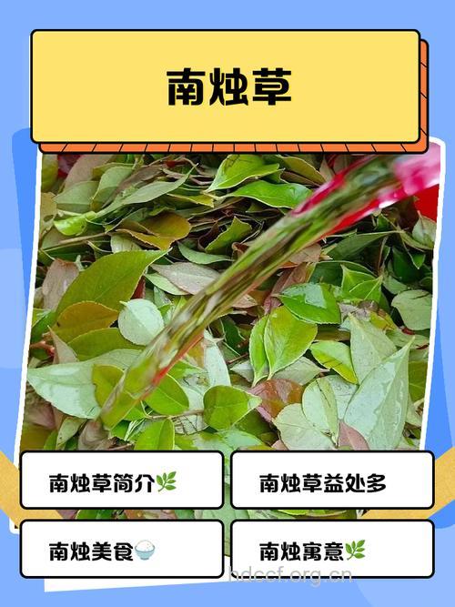 南烛根的功效与作用