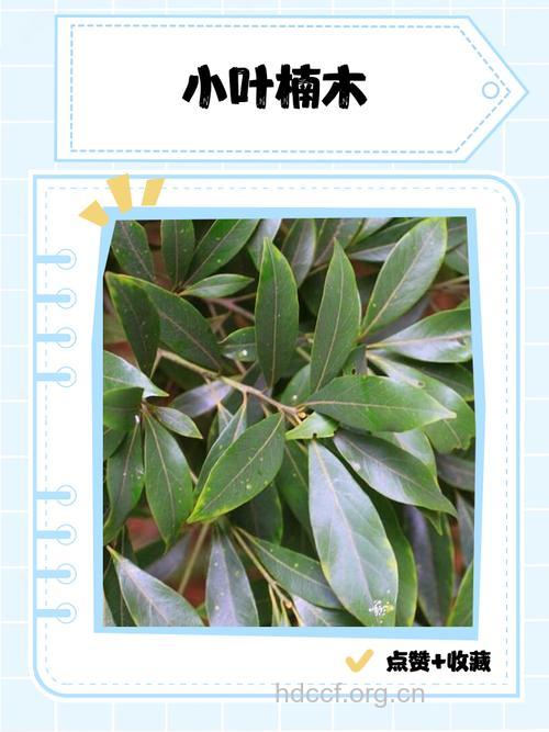 小叶爱楠的功效与作用