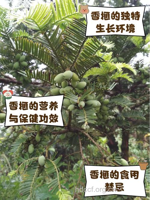 香榧草的功效与作用