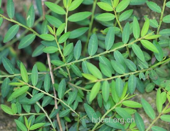 蜜柑草的功效与作用