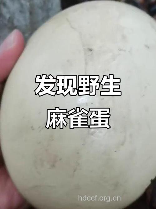 雀卵的功效与作用