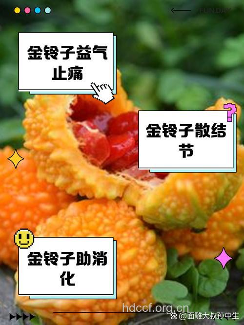金纽子的功效与作用