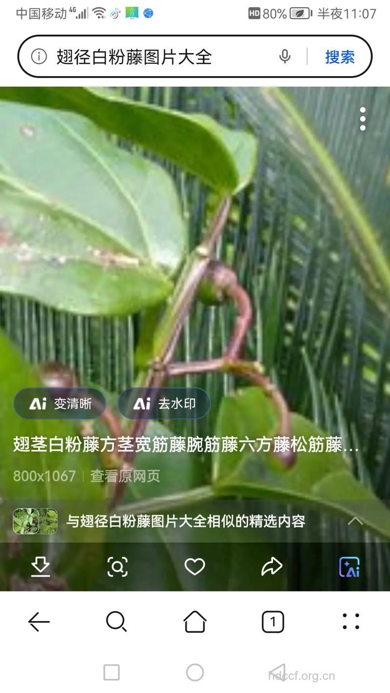 六方藤的功效与作用