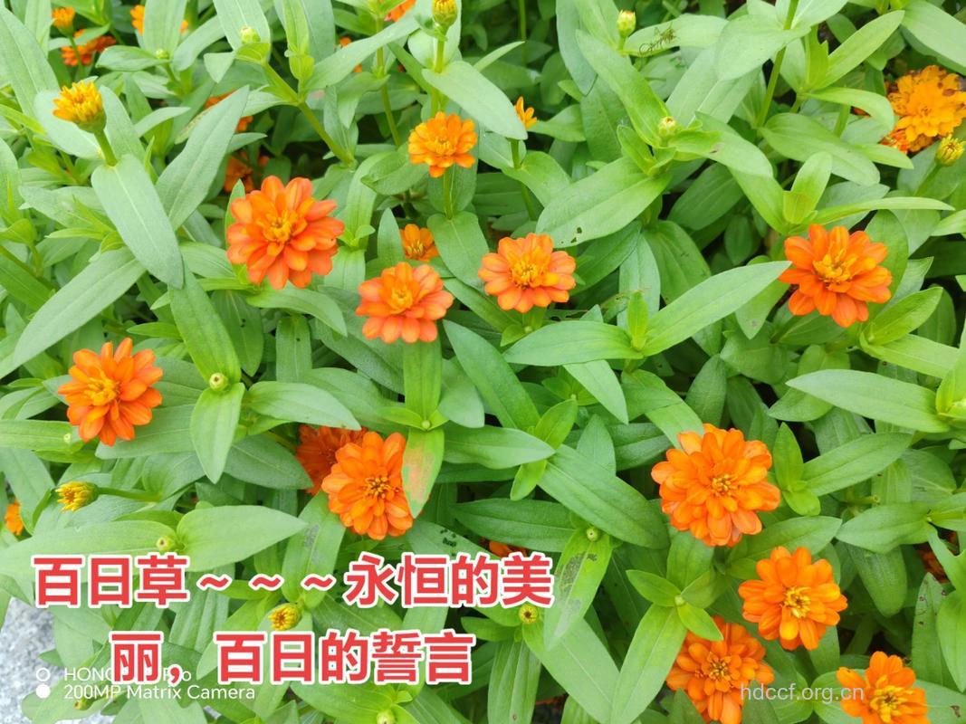 十姊妹的功效与作用