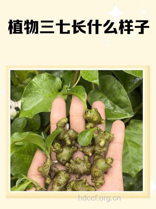 雷公七的功效与作用
