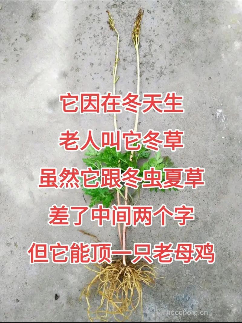 药用小阴地蕨的功效与作用