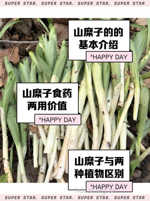 黍茎的功效与作用