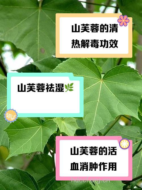 山芙蓉的功效与作用