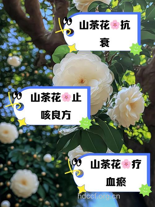西南山茶的功效与作用