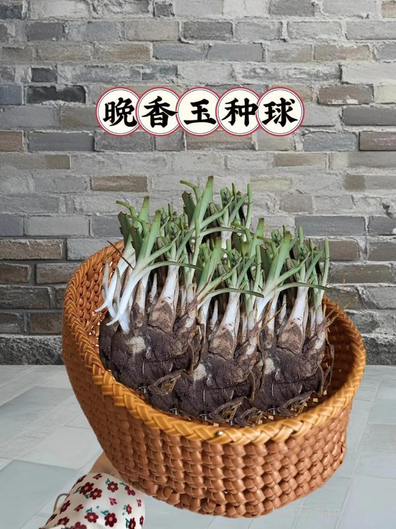 晚香玉的功效与作用