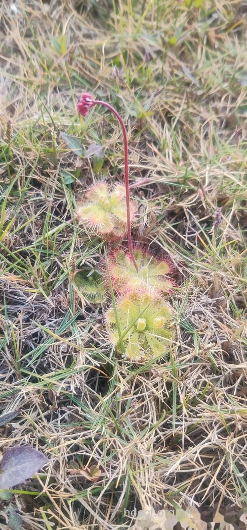 落地小金钱的功效与作用