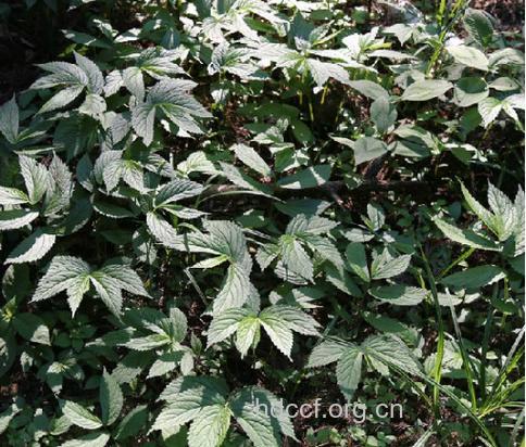 乌骨麻的功效与作用