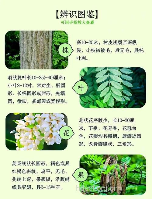 十二槐花的功效与作用