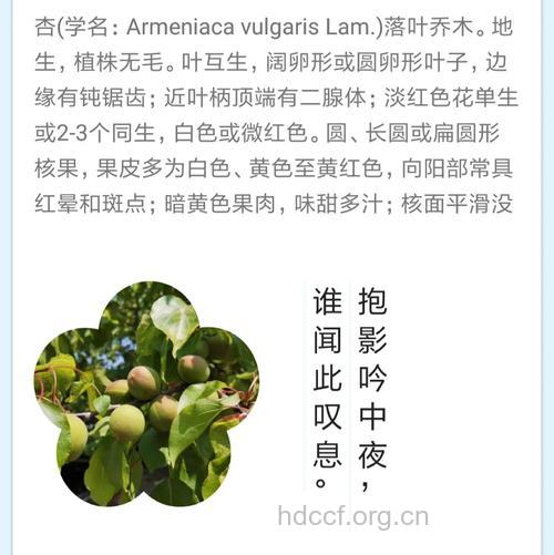 杏枝的功效与作用