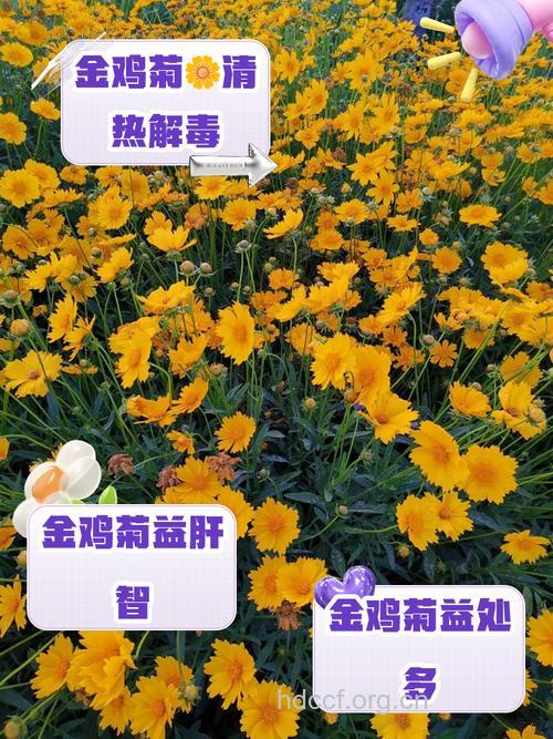 线叶金鸡菊的功效与作用