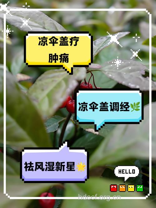 凉伞盖珍珠的功效与作用