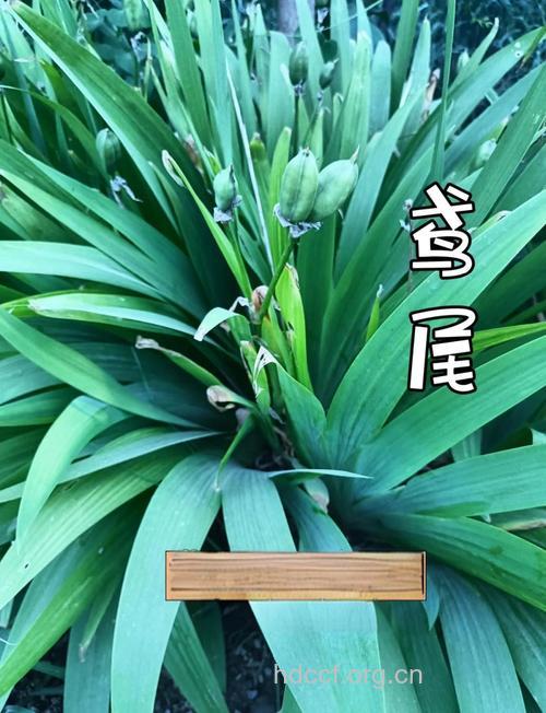山鸢尾花的功效与作用