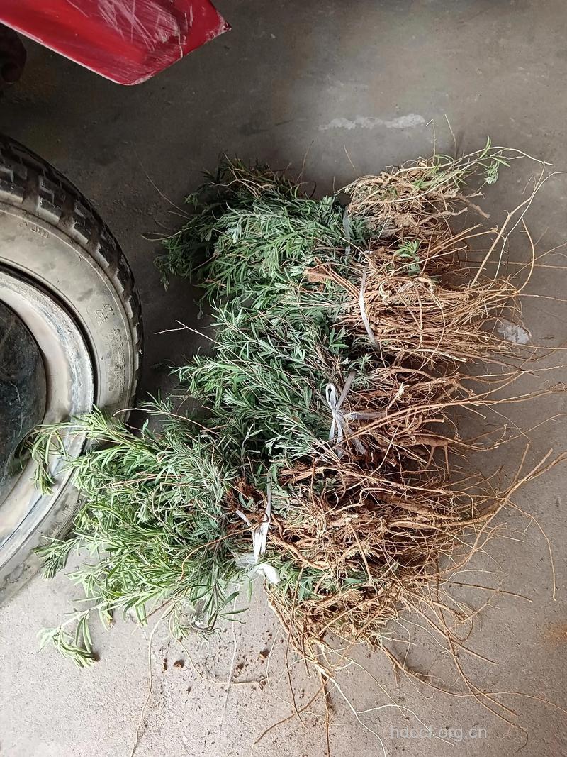 尖叶铁扫帚的功效与作用