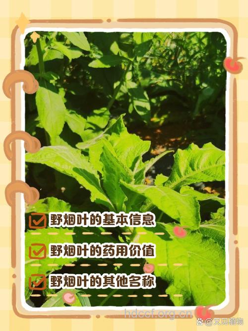 野烟的功效与作用