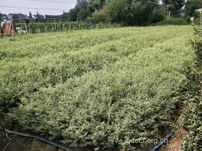 水白蜡的功效与作用